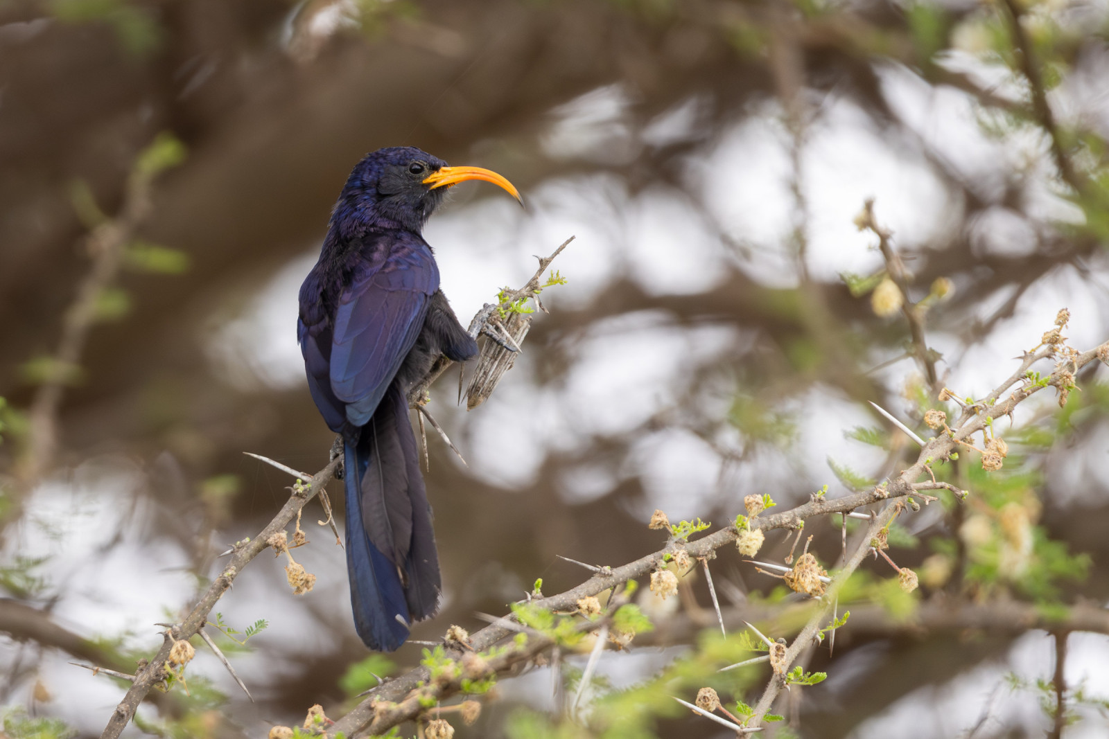 image Abyssinian Scimitarbill